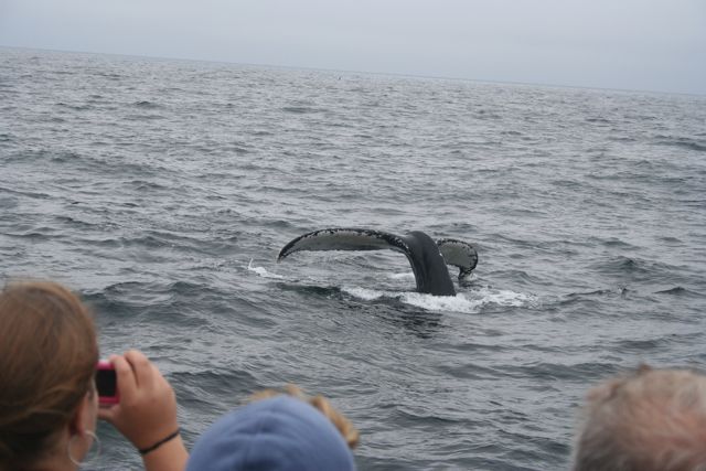 whale11